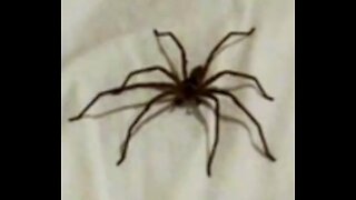 SPIDER IN MY BED