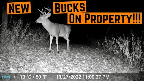 Trailcam FOOTAGE From The PROPERTY!!! (New Bucks & Coyote Action)