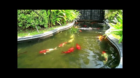 10 HRS Koi Fish Pond / Calm Flowing Water & Ambient Nature Sounds [Relax, Focus, Meditate, Sleep]