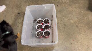 Soil prep for cannabis seedlings