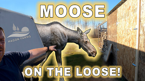 Moose On The Loose! RV Leak Repair