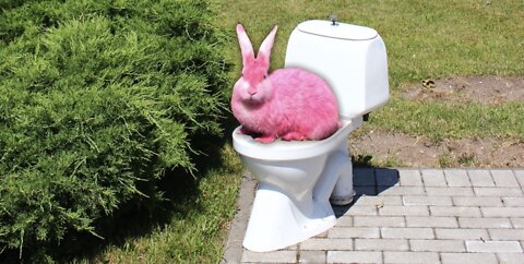HOW TO POTTY TRAIN YOUR BUNNY