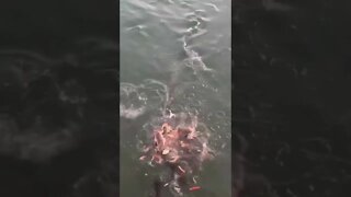 Catfish Feeding Frenzy