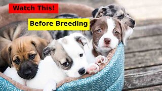 10 Essential Tips for Successfully Breeding Dogs