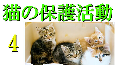 4We Love Cats! 〜04_猫の保護活動