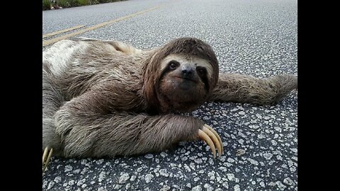 Sloth on the highway