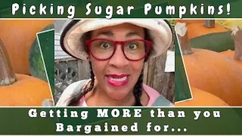 Goal: Picking Sugar Pumpkins. But came in with a WHOLE LOT MORE! | Urban Homestead VLOG
