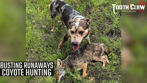 Busting Runaways - Coyote Hunting