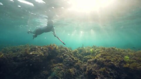 Underwater spearfisher man with gun spearfishing in the sea or ocean