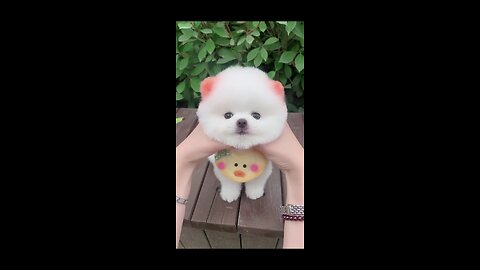 Cute puppies, puppy, dog , white small puppy, Pomeranian puppies