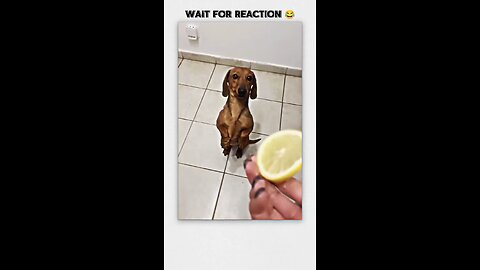 dog reaction after eat lemon