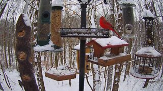 Birds on a snow day