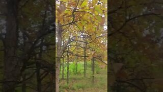 light rain in beautiful fall trees