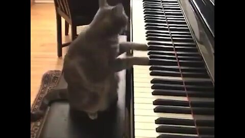 Adorable Cat Plays Piano