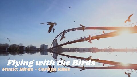 Flying with the Birds