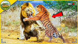 Animals that messed with the wrong opponent