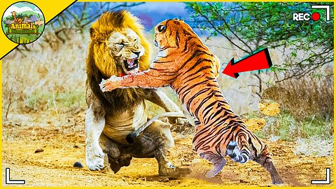 Animals that messed with the wrong opponent