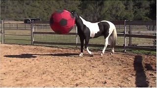 Soccer-loving horse plays with giant ball