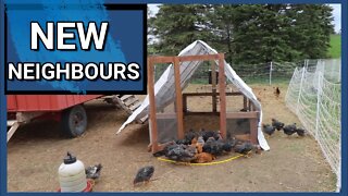 A Lot Has Been Happening On The Farm | Chicks With The Flock | More Chicks Hatched | Sheep Moving