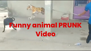 Prunks on animals Funny video