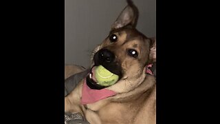 Cute puppy playing with tennis ball