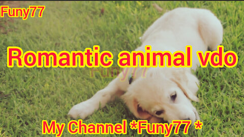 Sweetable Animal Romantic Video