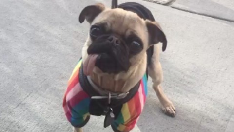 Funny dog dances for cookie treat