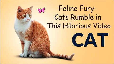 Feline Fury- Cats Rumble in This Hilarious Video
