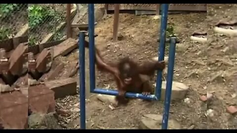 Poor baby monkey hurts himself and cries - Cute video