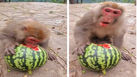 Funny monkey loves watermelon - Its simply summer