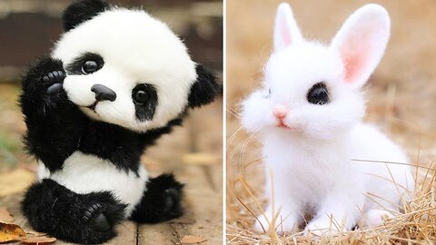 Cute baby animals