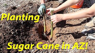 Planting Sugar Cane Starts | Meet Little Winston