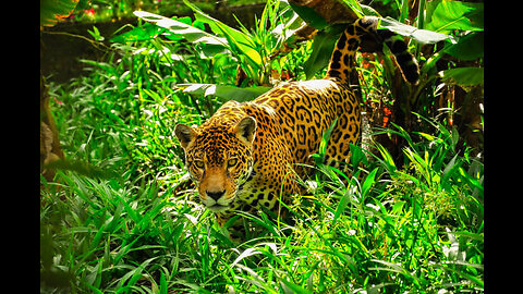 Amazon Wildlife