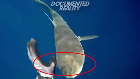 shark attack, diver man in shark attack is very thrilling