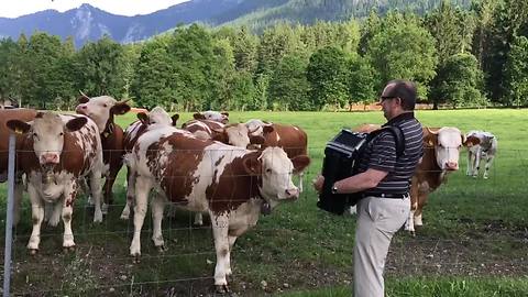 Cows Listen To Accordion Music, Happily Jingling Their Bells