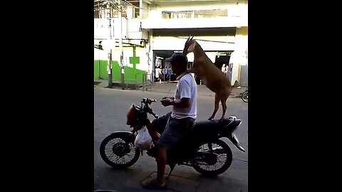 Goat eats pastries then leaves on a motorcycle with its owner.