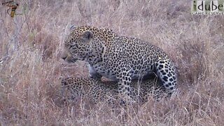 WILDlife: Africa's Big Cats: Leopards Pairing