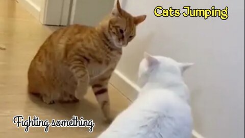 Cute Cats Fighting