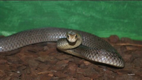 World's Most Venomous Land Snakes Australia