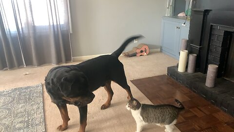 Rottweiler Catches These Hands 😆