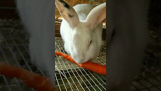 #bunny #rabbit #homesteading #farm #farmanimals #farmlife #cuteanimals #carrots #snacktime