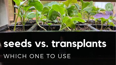 SEEDS vs TRANSPLANTS: What's the BEST WAY to start your plants in the garden?