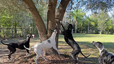 Funny Great Dane 4 Pack Climbs Tree While On Squirrel Patrol