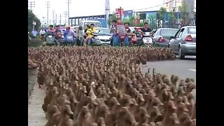 5000 Ducks Go For A Walk