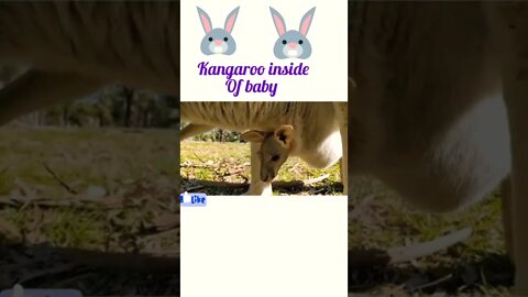 Kangaroo 🦘 inside of baby ®