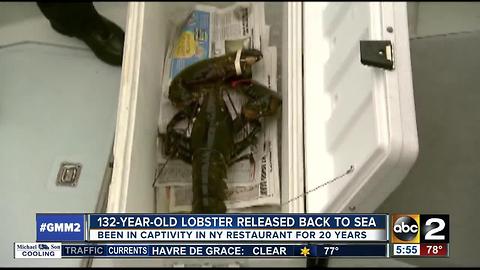 Lobster that was born in the 19th century is released back into the sea