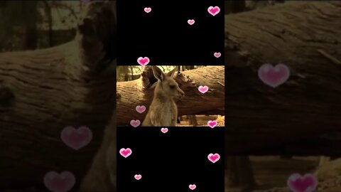 Kangaroo video,#shorts,#kangaroo,#animal,#kangaroojump