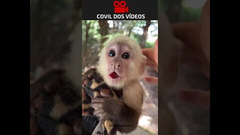 macaquinho fofo demais❤️❤️❤️