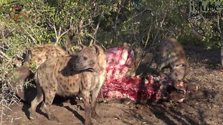 Hyena Clan Scavenging From Buffalo