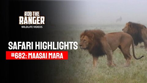 Safari Highlights #682: 31 March 2022 | Lalashe Maasai Mara | Latest Wildlife Sightings